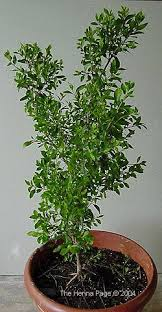 hina, the henna tree, the mignonette tree, the Egyptian privet، Mehandi